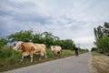 Peasant senior man conducting his herd of cows on a street of Alibunar a small agricultural village of Voivodina