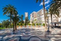 View of alley of palm trees in Alicante