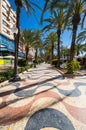 View of alley of palm trees in Alicante