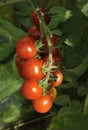 Alicante Tomatoes on the vine