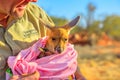 Kangaroo Sanctuary Alice Springs Royalty Free Stock Photo