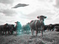 Alien abduction, spaceship and UFO with cow in field for fantasy, science fiction and space invasion. Extraterrestrial Royalty Free Stock Photo
