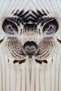 The alien or animal face in the wooden board