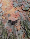 Alien from another world. Bark of a tree-a sculptural portrait of the unknown other world. Portrait of a Scarecrow from a parallel