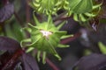 Alien bud -Hibiscus bud looks like a green alien - beautiful with green casing and curled tips and tiny bit of pink flower Royalty Free Stock Photo