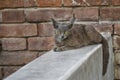 Alien cat with sad eyes sitting on a parapet against brick wall