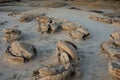 The Alien Egg Hatchery at Bisti Badlands Wilderness Area New Mexico