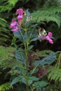 Himalayan balsam (Impatiens glandulifera) alien flower blooming