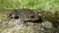 Southern Midwife toad Alytes sp Royalty Free Stock Photo