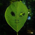 Alien in a leaf