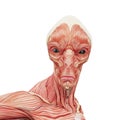 Alien muscle maps on white background