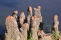 Alien stumps.