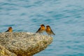 finch birds on the rock with sea surface as the background Royalty Free Stock Photo
