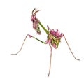 Aliens already on Earth raptorial insect mantis