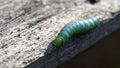 The aliens are among us, the caterpillar is harmless, but how the horror smiled