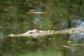 Aligator Crocodile in the mossy swamp Royalty Free Stock Photo