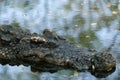 Aligator Crocodile in the mossy swamp Royalty Free Stock Photo