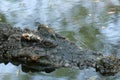 Aligator Crocodile in the mossy swamp Royalty Free Stock Photo