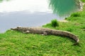 Aligator on grass