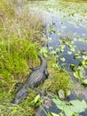 Aligator in the grass, Everglades naional park, Florida, USA