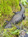 Aligator in the grass, Everglades naional park, Florida, USA Royalty Free Stock Photo