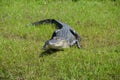 Aligator on the grass watching