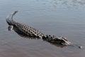 An aligator half submerged in the Everglades Royalty Free Stock Photo