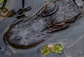 Alligator Head Close-up, Lake Seminole Park, Florida Royalty Free Stock Photo