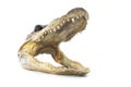 Aligator Head, focus on eye. Royalty Free Stock Photo