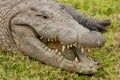 Aligator mouth open Royalty Free Stock Photo