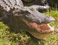 Aligator with mouth open