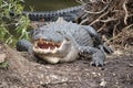 Aligator with open Mouth Royalty Free Stock Photo