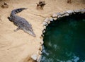 Aligator preparing to leap into the pond at a zoo Royalty Free Stock Photo