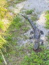 Aligator resting, Everglades naional park, Florida, USA Royalty Free Stock Photo