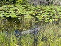 Aligator resting, Everglades naional park, Florida, USA
