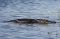 Aligator resting on the river. Myakka River