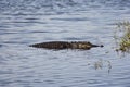 Aligator resting on the river. Myakka River Royalty Free Stock Photo