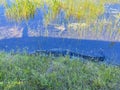 Aligator resting in water, Everglades naional park, Florida, USA Royalty Free Stock Photo