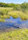 Aligator resting in water, Everglades naional park, Florida, USA Royalty Free Stock Photo