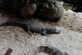 Aligator in the sand crocodile Royalty Free Stock Photo