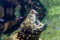 Aligator snapping turtle, macrochelys temminckii Royalty Free Stock Photo