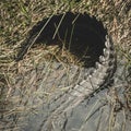 Aligator Tail Curls Into A Question Mark Royalty Free Stock Photo