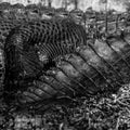 Alligator Trail and Hind Leg In Contrast Black And White