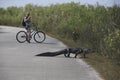 Aligator and Turist on bike Royalty Free Stock Photo