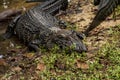 Aligator in a zoo in the Amazon jungle