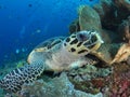 Alighted hawksbill sea turtle