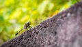 alights dragonfly on wall with blur green background from plants