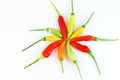 Aligned colorful chili isolated Royalty Free Stock Photo