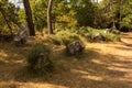 Alignment of menhirs in the forest at Carnac southern Brittany gulf Morbihan neolithic site France Royalty Free Stock Photo