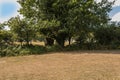 Alignment of menhirs in the forest at Carnac southern Brittany gulf Morbihan neolithic site France Royalty Free Stock Photo